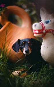 Preview wallpaper dachshund, puppy, cute, grass