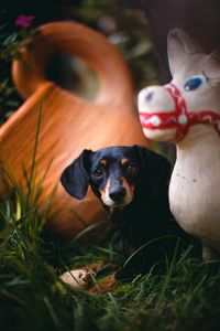 Preview wallpaper dachshund, puppy, cute, grass