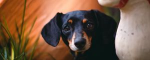 Preview wallpaper dachshund, puppy, cute, grass