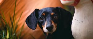 Preview wallpaper dachshund, puppy, cute, grass