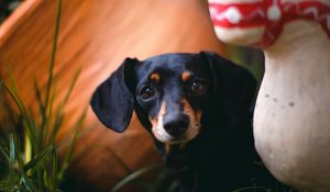 Preview wallpaper dachshund, puppy, cute, grass