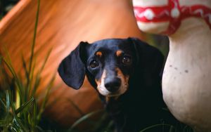 Preview wallpaper dachshund, puppy, cute, grass