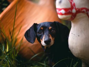 Preview wallpaper dachshund, puppy, cute, grass