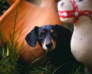 Preview wallpaper dachshund, puppy, cute, grass