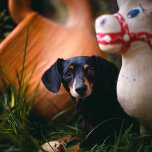 Preview wallpaper dachshund, puppy, cute, grass