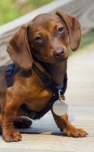 Preview wallpaper dachshund, puppy, dog, medal, award