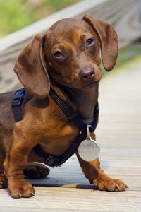 Preview wallpaper dachshund, puppy, dog, medal, award