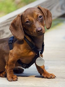 Preview wallpaper dachshund, puppy, dog, medal, award