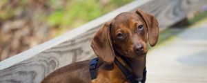 Preview wallpaper dachshund, puppy, dog, medal, award