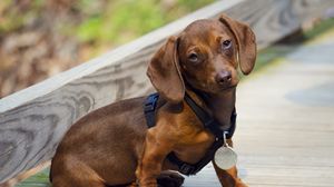 Preview wallpaper dachshund, puppy, dog, medal, award