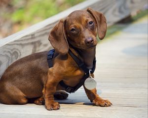 Preview wallpaper dachshund, puppy, dog, medal, award