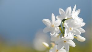 Preview wallpaper daffodil, flower, background