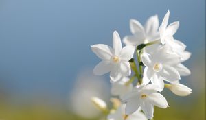 Preview wallpaper daffodil, flower, background