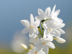 Preview wallpaper daffodil, flower, background