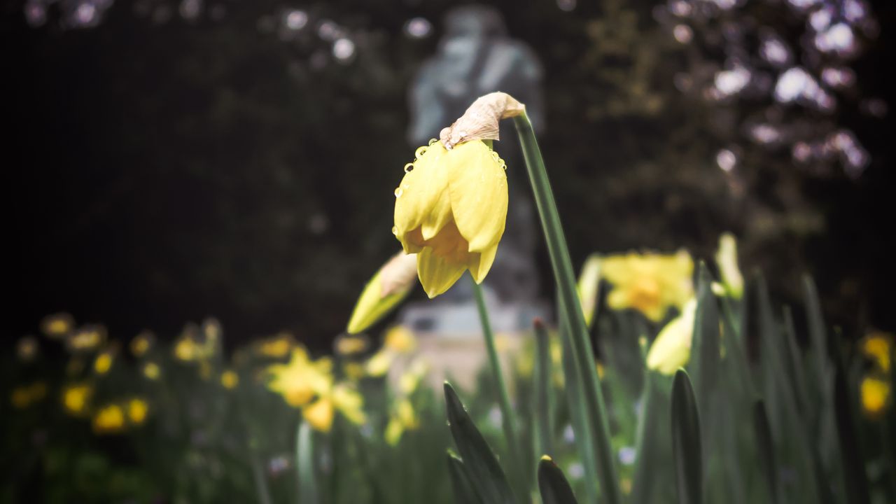 Wallpaper daffodil, flower, flowerbed, spring
