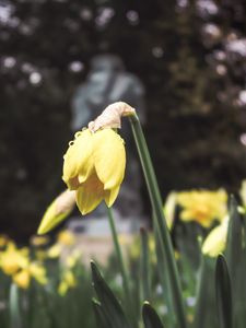 Preview wallpaper daffodil, flower, flowerbed, spring