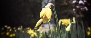 Preview wallpaper daffodil, flower, flowerbed, spring