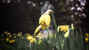 Preview wallpaper daffodil, flower, flowerbed, spring