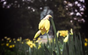 Preview wallpaper daffodil, flower, flowerbed, spring