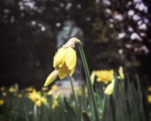 Preview wallpaper daffodil, flower, flowerbed, spring