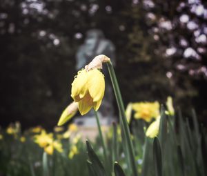 Preview wallpaper daffodil, flower, flowerbed, spring