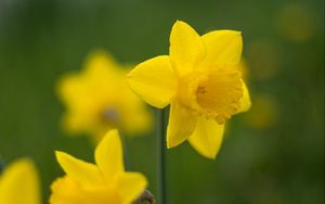 Preview wallpaper daffodil, flower, petals, blur