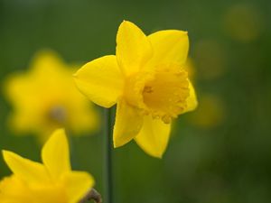 Preview wallpaper daffodil, flower, petals, blur