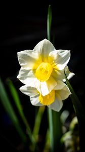 Preview wallpaper daffodil, flower, petals, plant, nature, macro