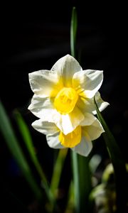 Preview wallpaper daffodil, flower, petals, plant, nature, macro