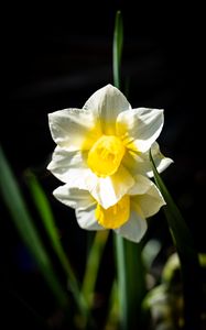 Preview wallpaper daffodil, flower, petals, plant, nature, macro