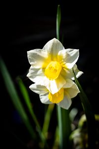 Preview wallpaper daffodil, flower, petals, plant, nature, macro