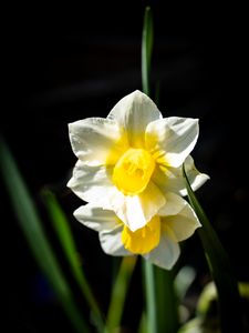 Preview wallpaper daffodil, flower, petals, plant, nature, macro