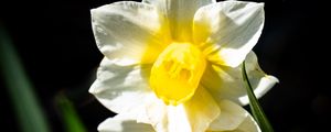 Preview wallpaper daffodil, flower, petals, plant, nature, macro
