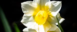 Preview wallpaper daffodil, flower, petals, plant, nature, macro