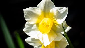 Preview wallpaper daffodil, flower, petals, plant, nature, macro