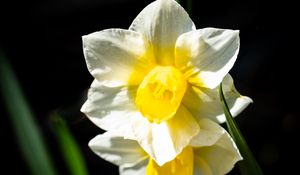 Preview wallpaper daffodil, flower, petals, plant, nature, macro