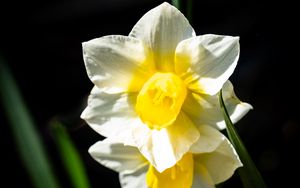 Preview wallpaper daffodil, flower, petals, plant, nature, macro