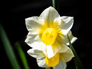 Preview wallpaper daffodil, flower, petals, plant, nature, macro