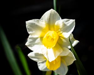 Preview wallpaper daffodil, flower, petals, plant, nature, macro