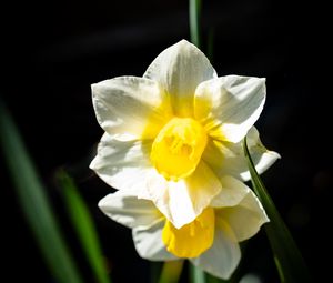 Preview wallpaper daffodil, flower, petals, plant, nature, macro