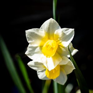 Preview wallpaper daffodil, flower, petals, plant, nature, macro