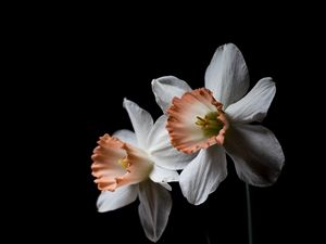 Preview wallpaper daffodil, flower, plant, black