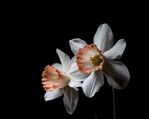 Preview wallpaper daffodil, flower, plant, black