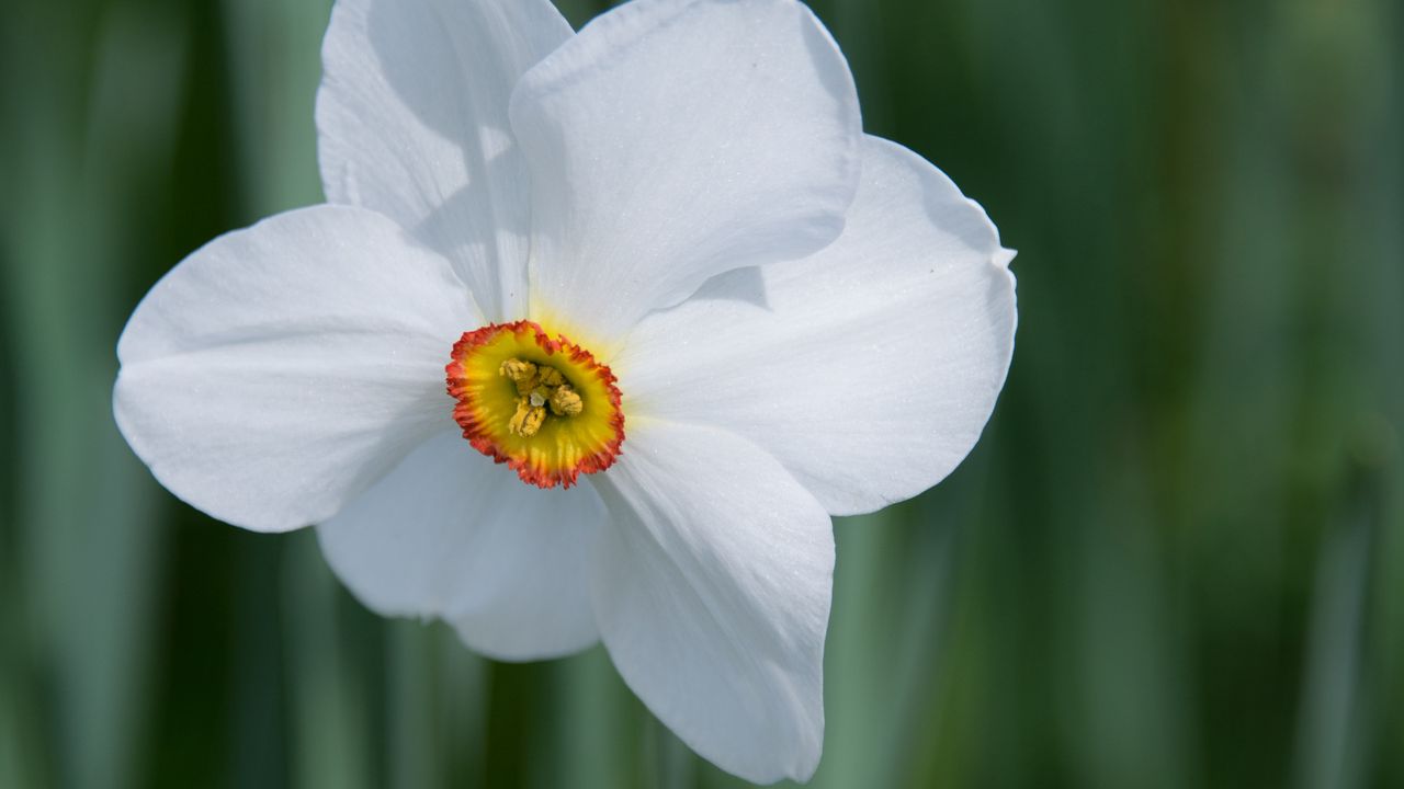 Wallpaper daffodil, flower, white, macro, bud