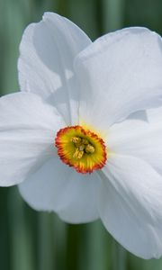 Preview wallpaper daffodil, flower, white, macro, bud