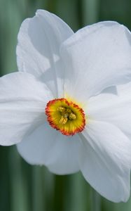 Preview wallpaper daffodil, flower, white, macro, bud