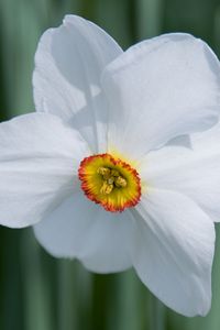 Preview wallpaper daffodil, flower, white, macro, bud