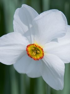 Preview wallpaper daffodil, flower, white, macro, bud