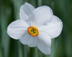 Preview wallpaper daffodil, flower, white, macro, bud