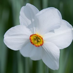 Preview wallpaper daffodil, flower, white, macro, bud